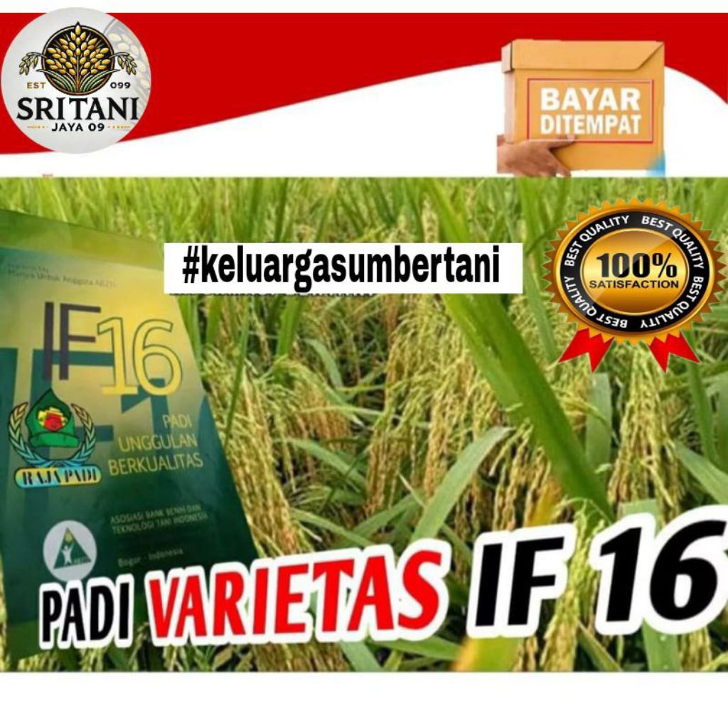 BENIH PADI IF 16 UNGGUL BERKUALITAS 5KG COD.