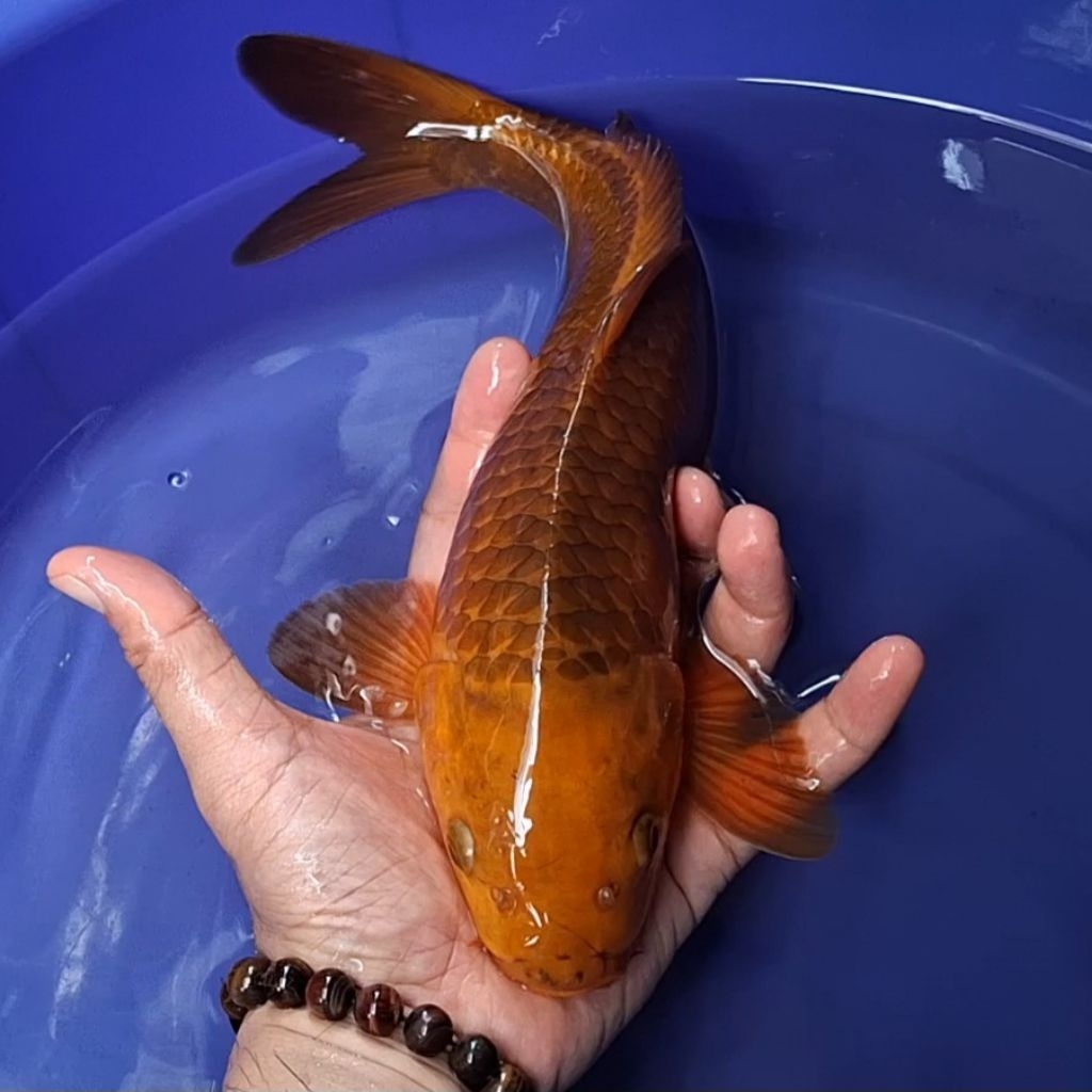 Ikan Koi Blitar Jenis Chagoi / Rumah Koi Jakarta / kode 0017