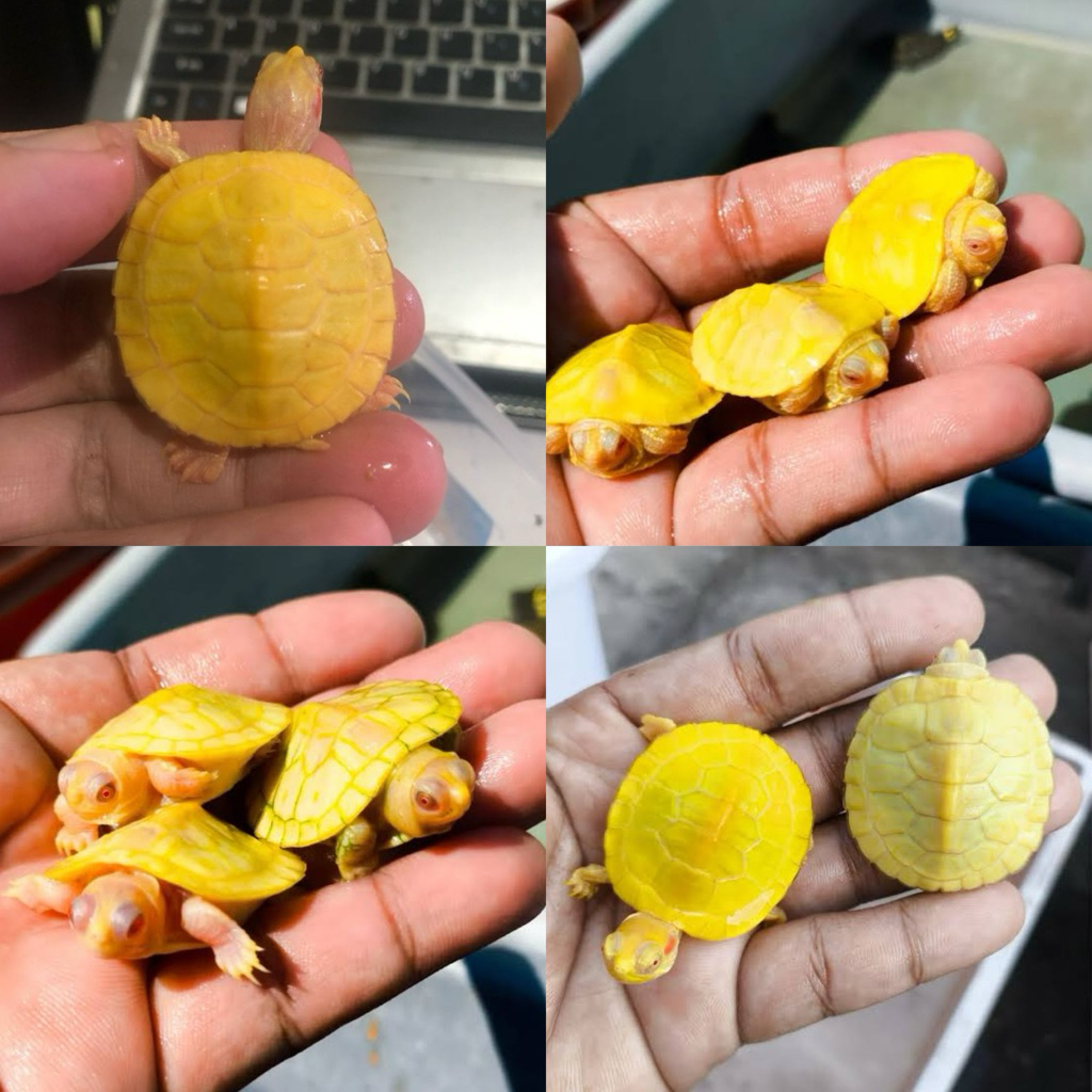 [Chan Aquatic] Res Albino Tortoise Size Baby
