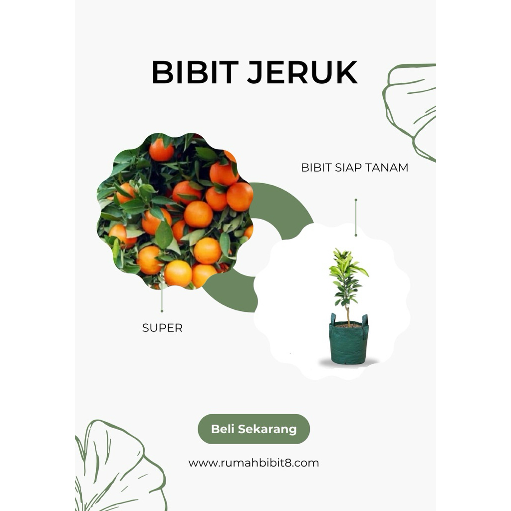 Bibit Jeruk Sunkist Siap Tanam Buah Lebat