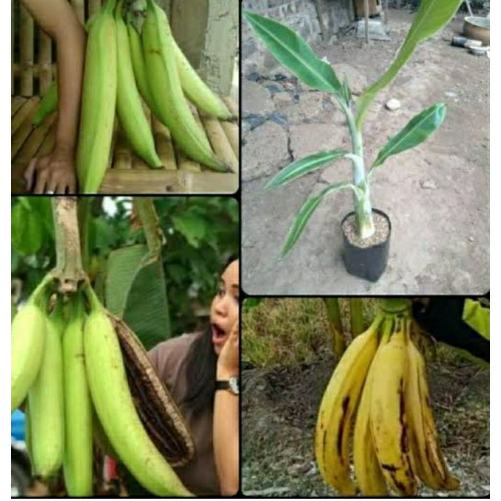 bibit pisang tanduk botol beli 2 gratis1