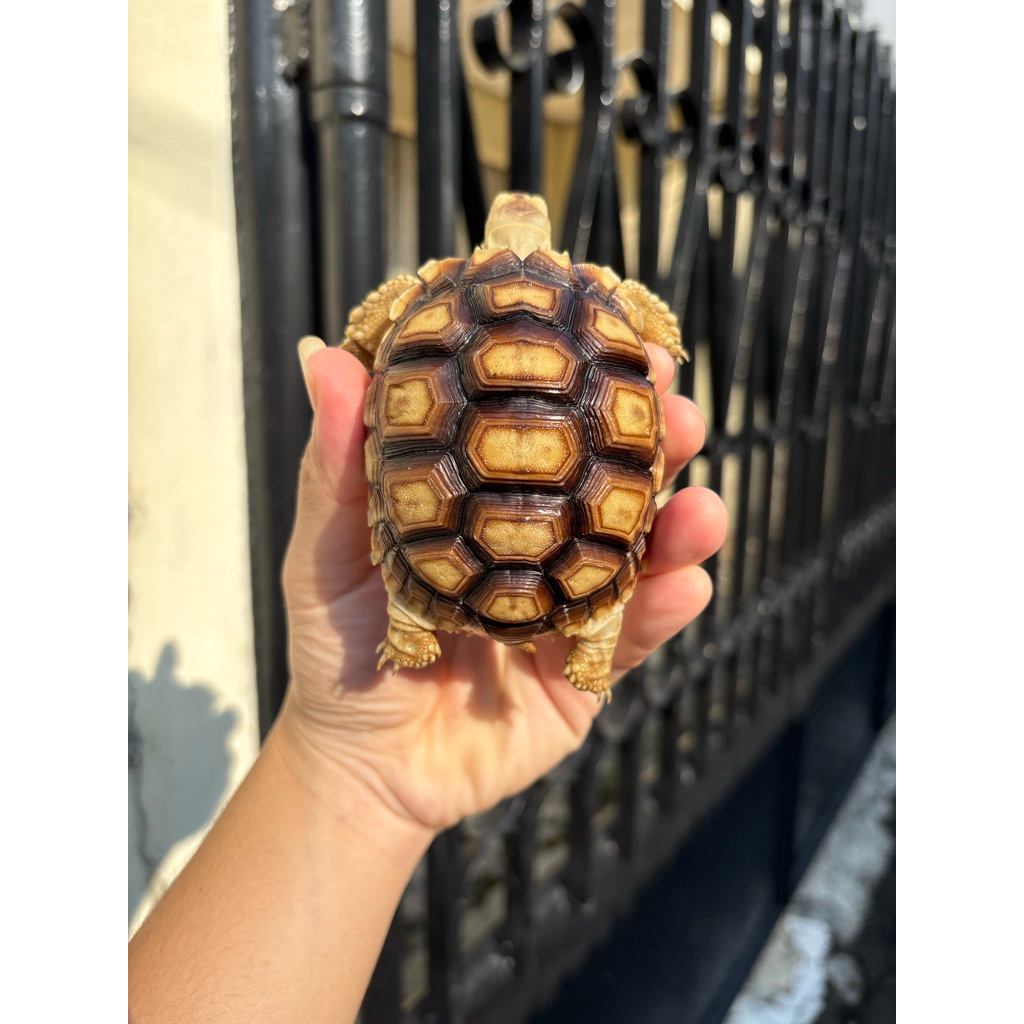 KURA KURA SULCATA 9-10 CM KUALITAS PREMIUM GARANSI - KOLEKTOR HOBI PECINTA REPTIL TORTOISE