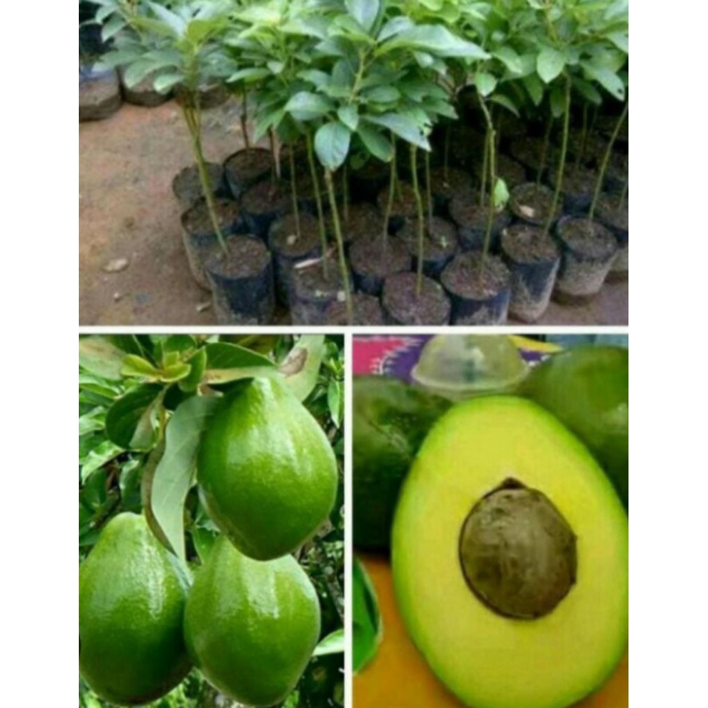 Bibit Tanaman Buah Alpukat Okulasi - Tanaman Buah Alpukat Okulasi Cepat Berbuah