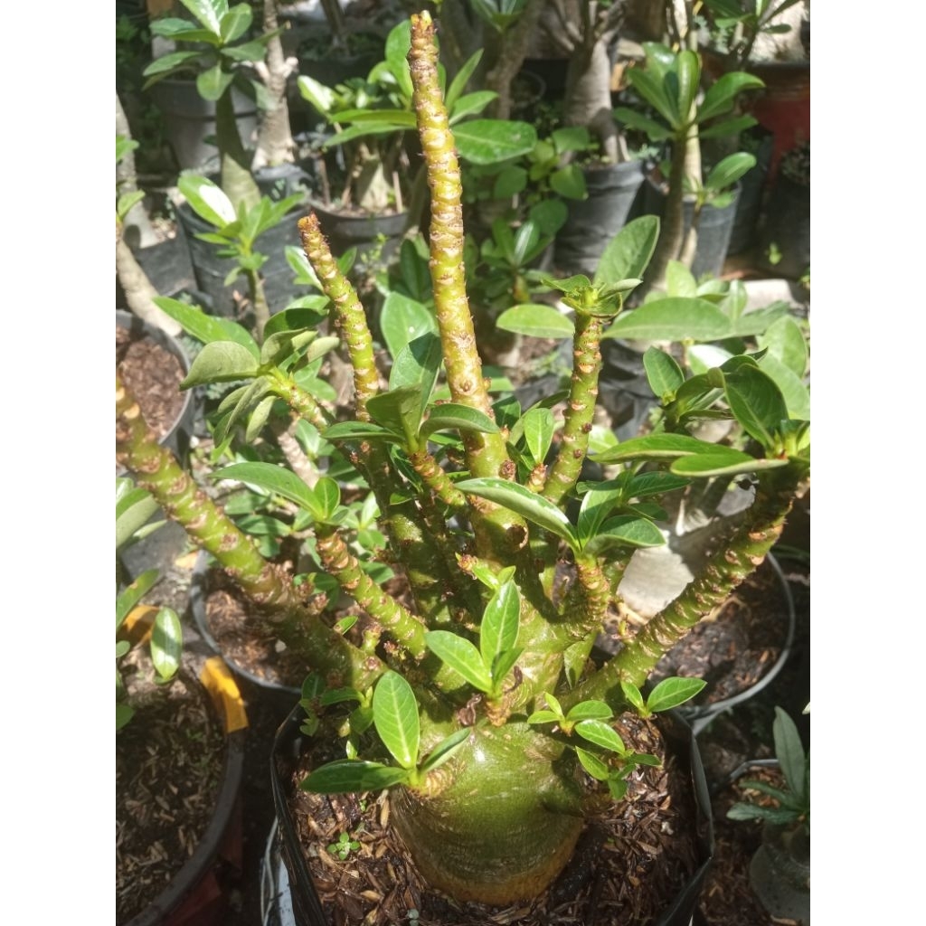 adenium khz nsdd