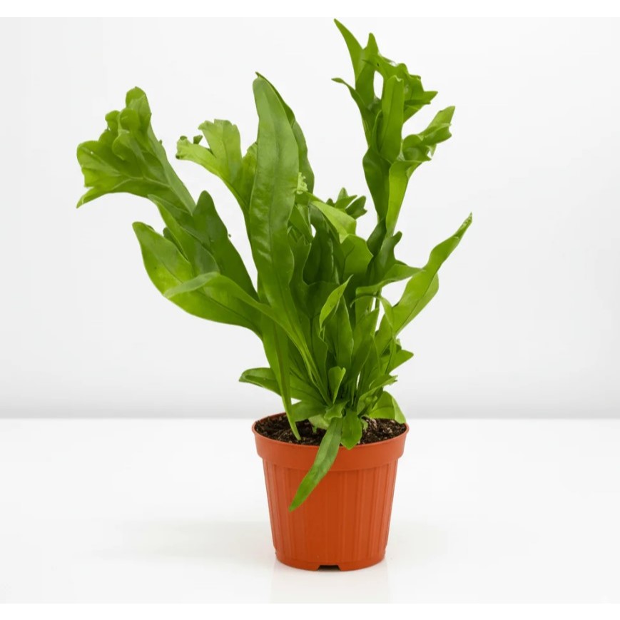 Tanaman hias kadaka tanah I java fern green flame tanduk rusa I pakis papua Microsorum punctatum