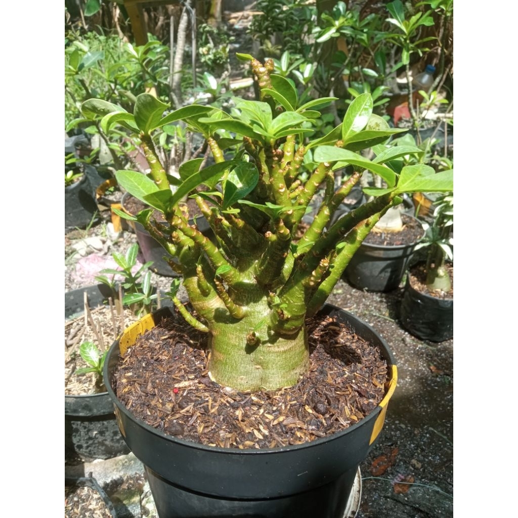 adenium khz nsdd