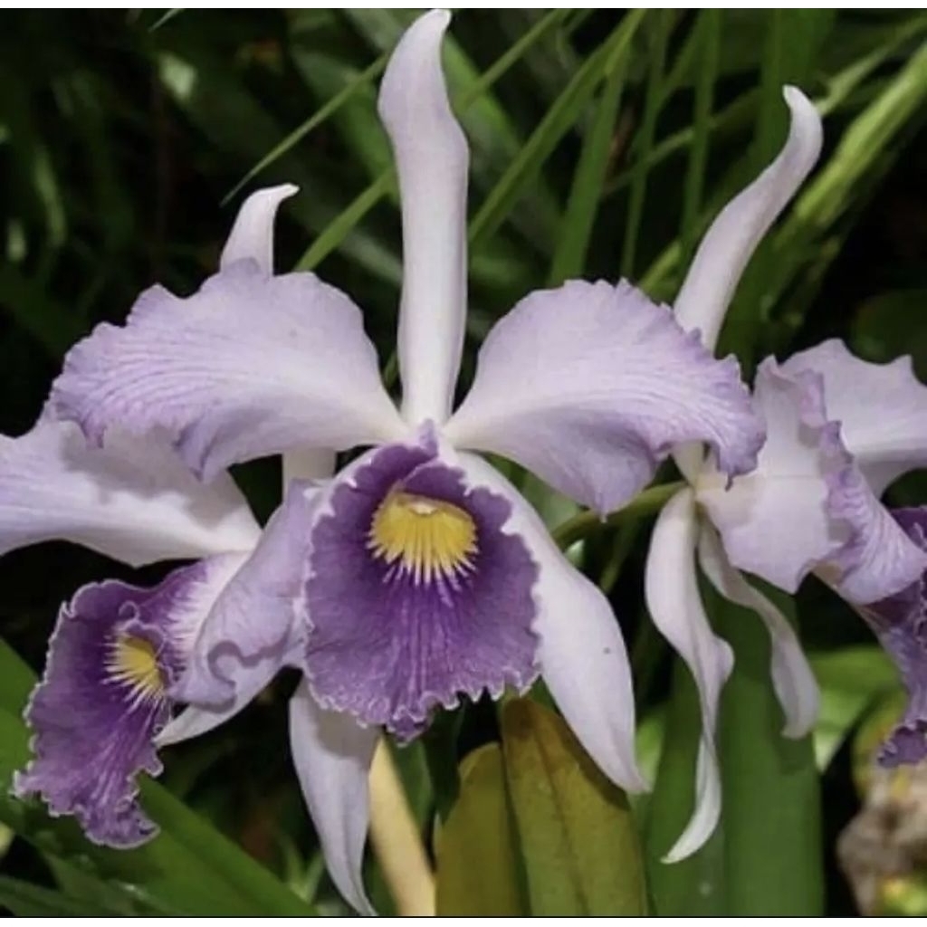 Anggrek cattleya Canhamianna Coerulea Azure sky