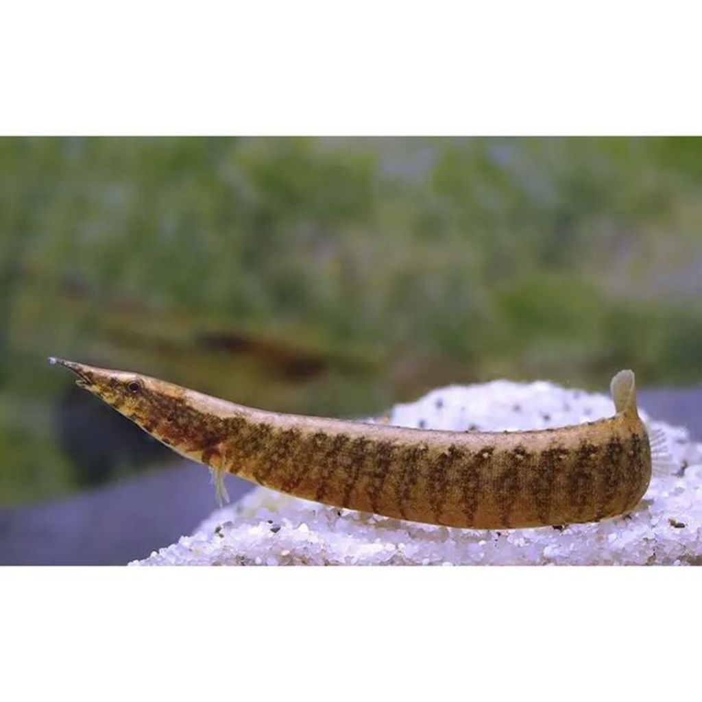 ikan sili bambu aqausepec