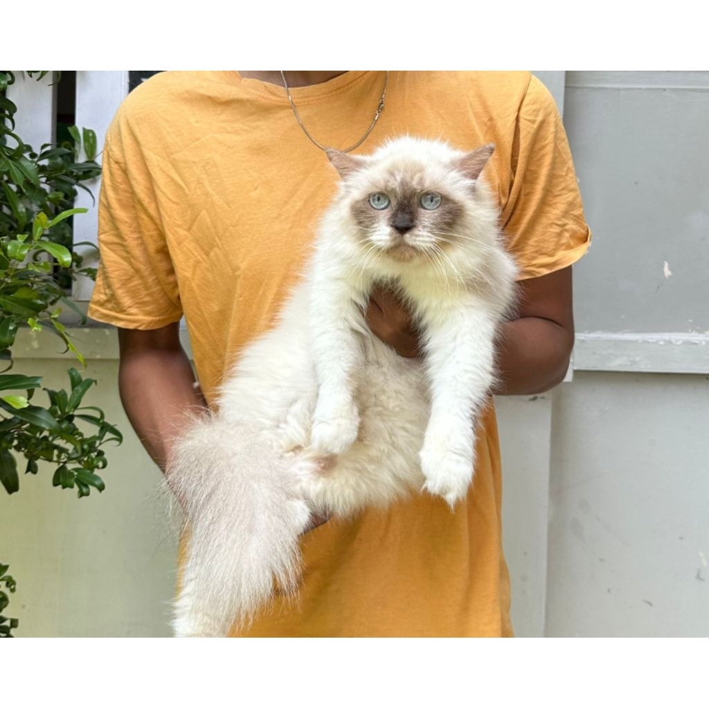 KUCING HIMALAYA BETINA 12 BULAN SEAL POINT