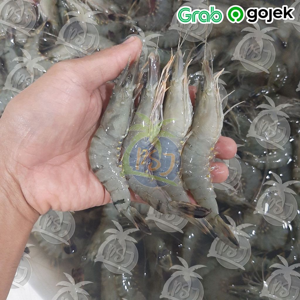 Udang Pancet/Udang Windu/Udang Tiger size 35
