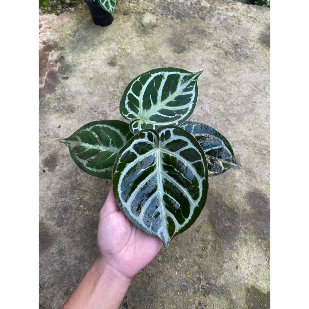 Anthurium Dorayaki X purple USA original