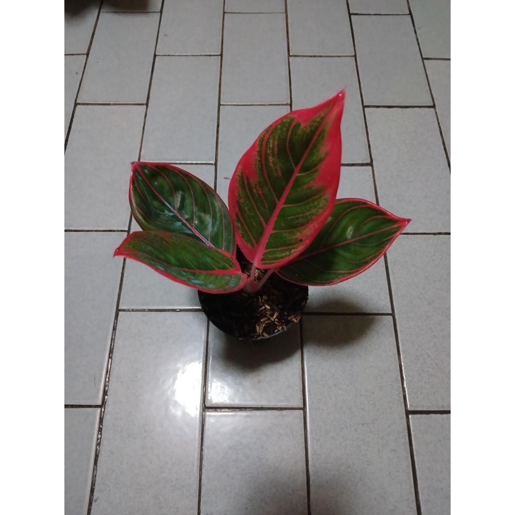 Aglaonema anakan kanza