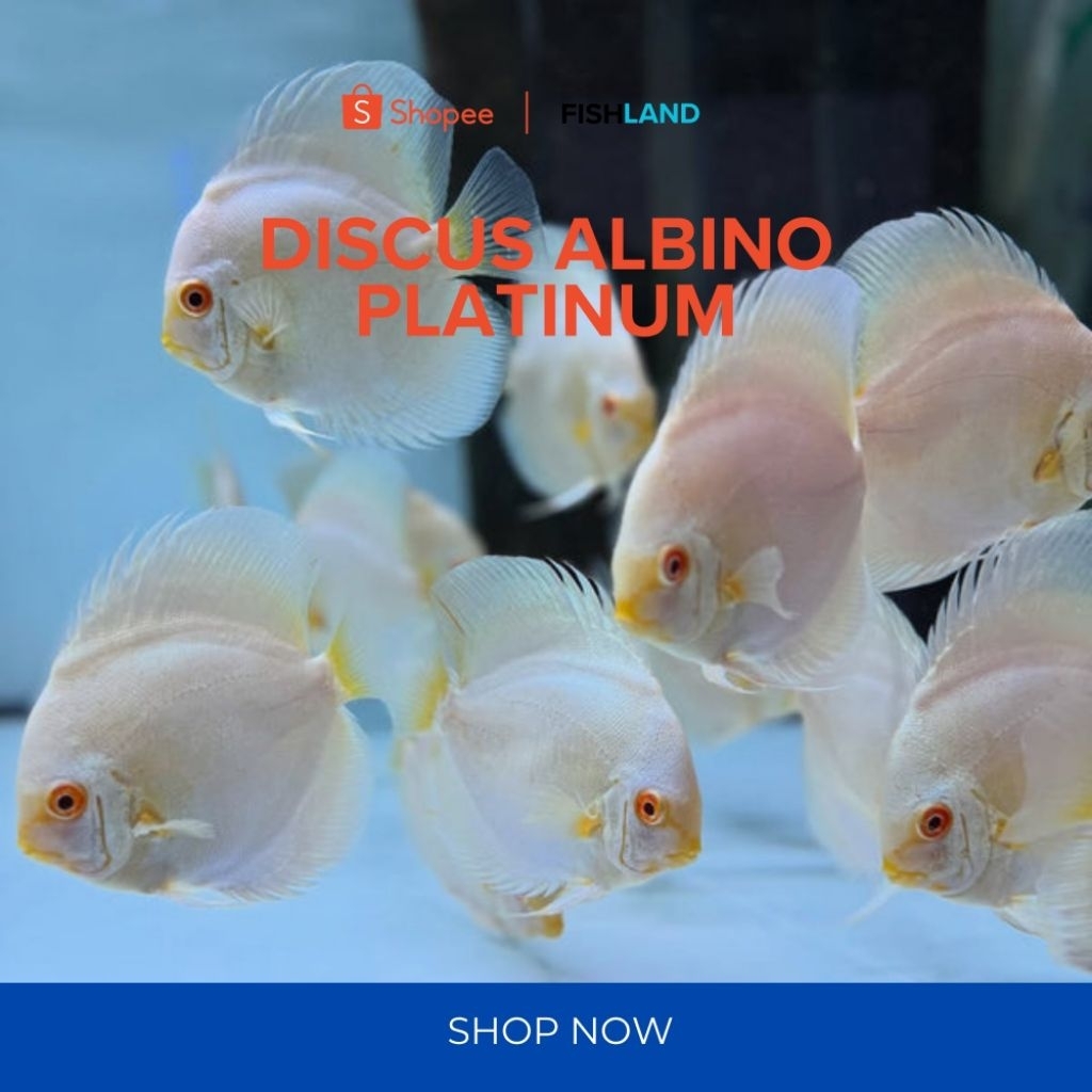 Discus Albino Platinum Grade A Top Quality