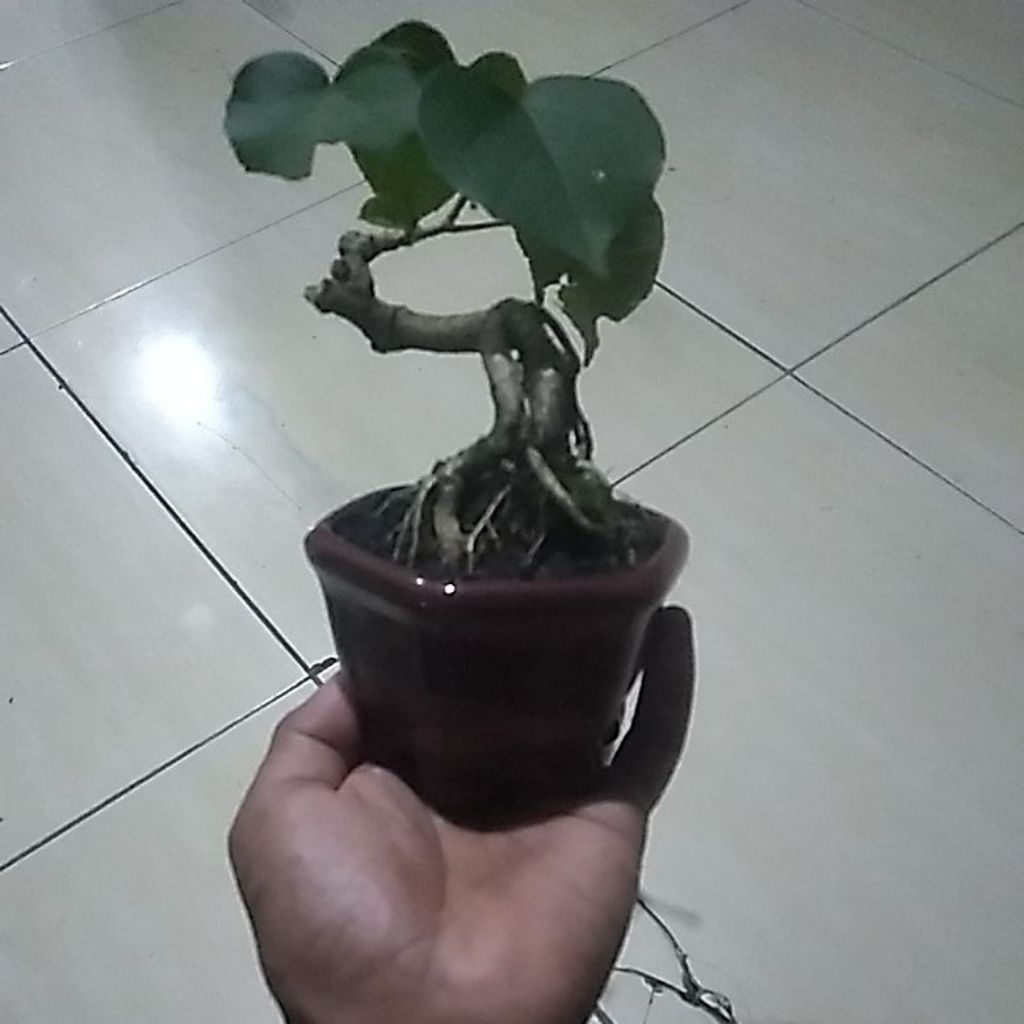 Bonsai mini waru pot keramik
