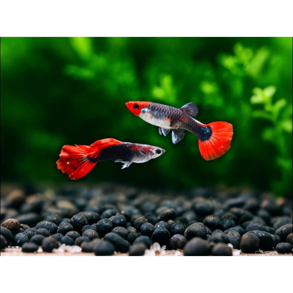 HIASAN AQUARIUM GUPPY RED KOI INDUKAN 100% GARANSI