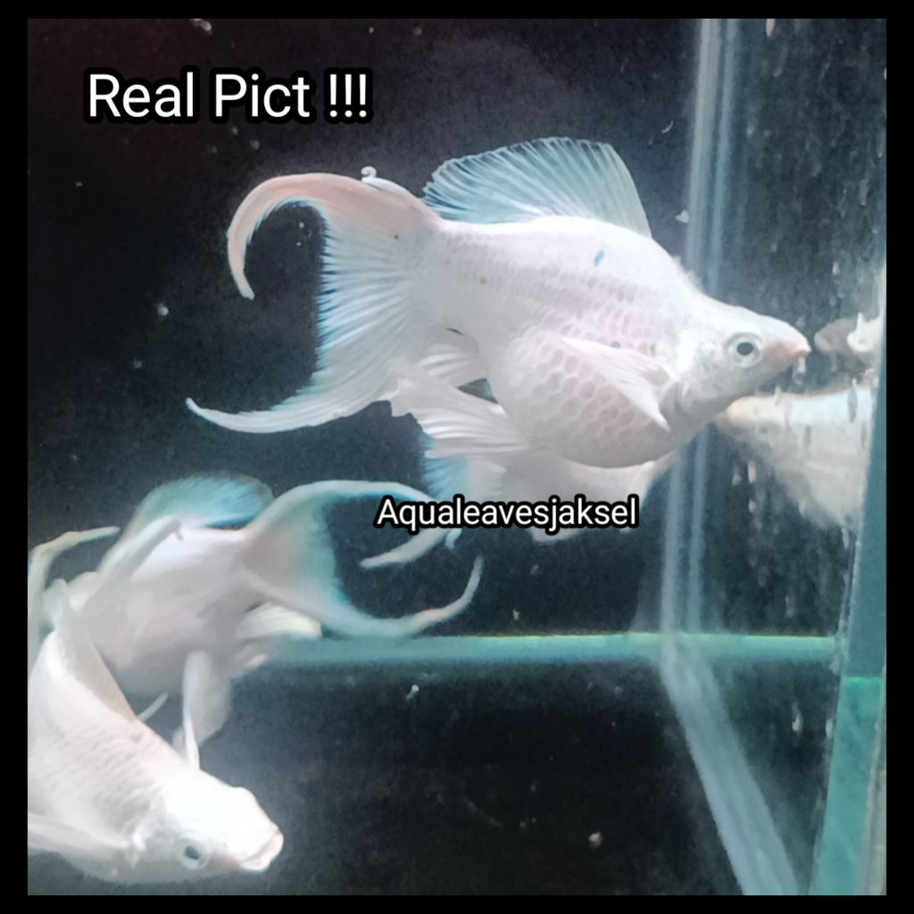 ikan molly balon platinum cawang indukan