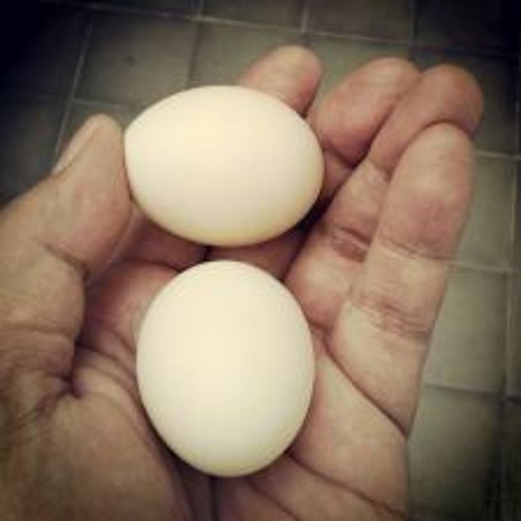 paket hemat 5 telur ayam fertil kate pictave cocok hiasannya cocok petarung cocok peranak