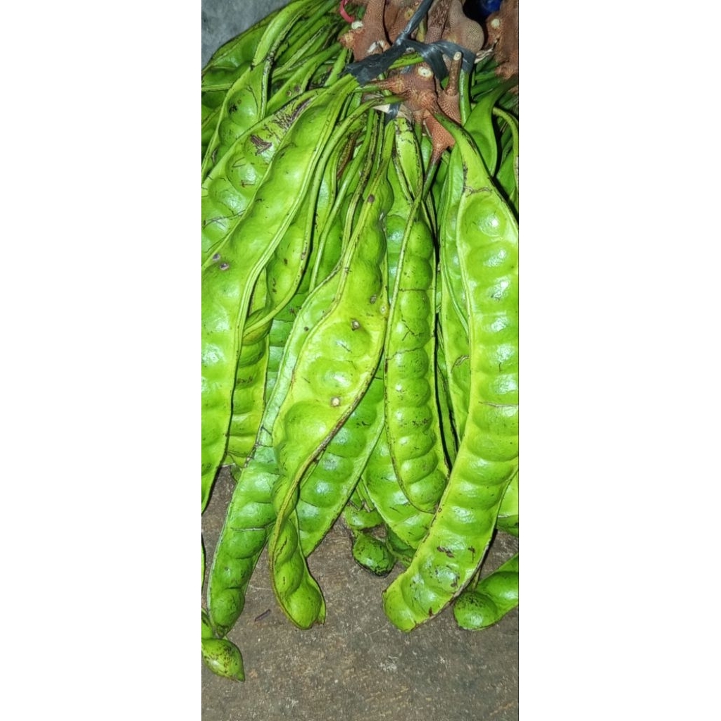 Pete Super Segar isi 10 lonjor - Pilihan Tua, Berkualitas, dan Segar