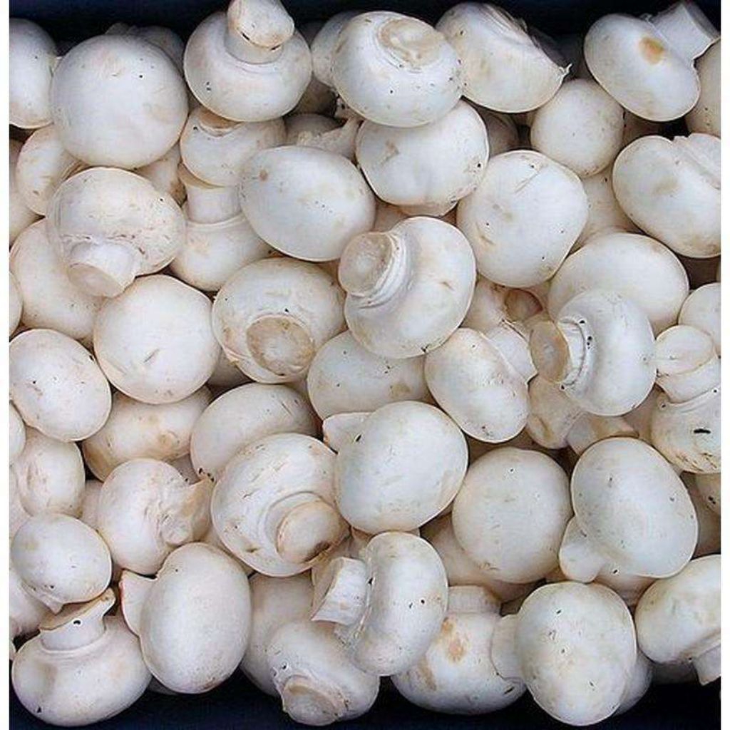 Jamur Champignon / Jamur Kancing Segar - Kualitas terjamin.