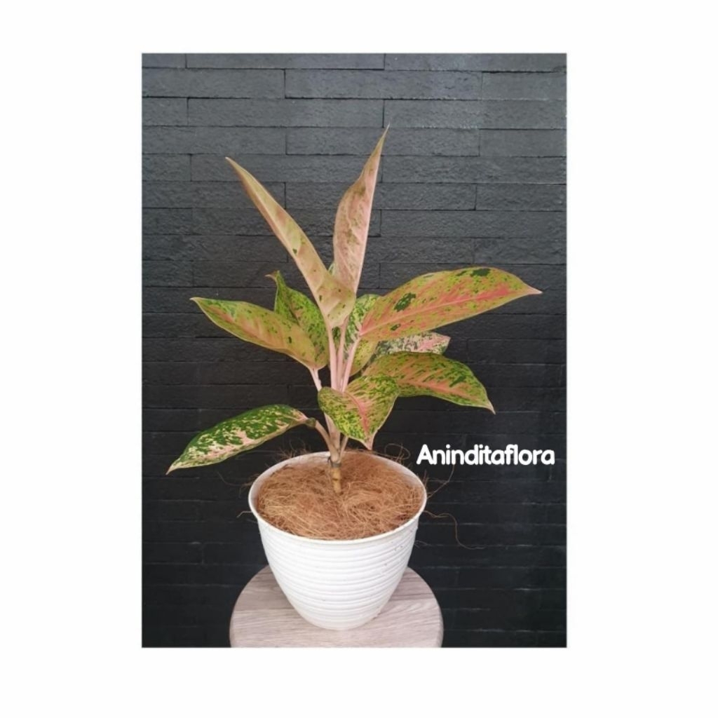 tanaman hias aglonema bigroy + pot putih