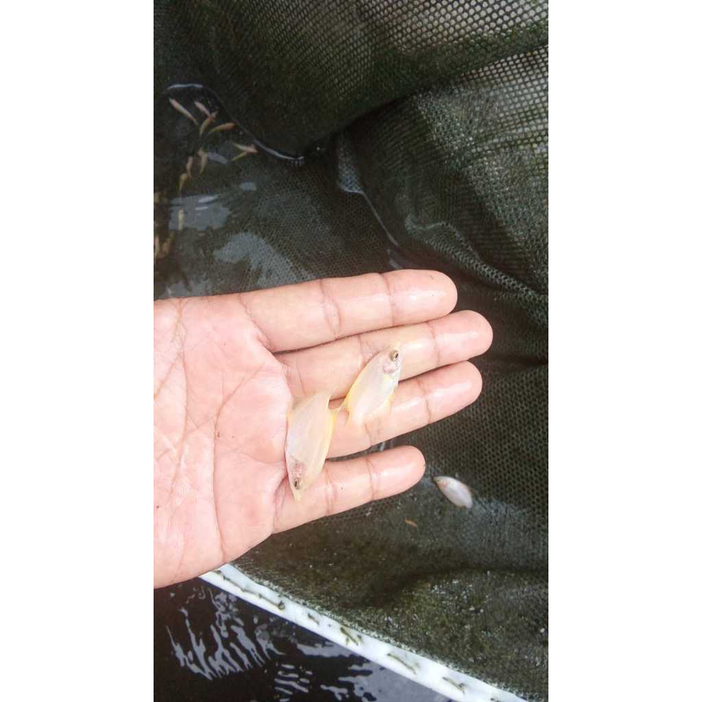 paket isi 10ekor benih ikan gurame padang ukuran 3-4cm berkualitas