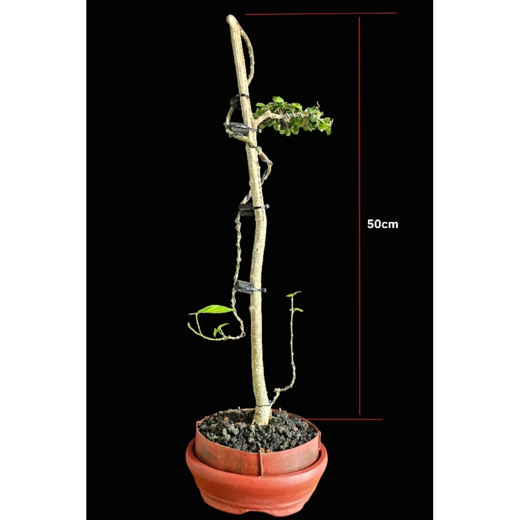 Bonsai Serut | Bunjin Style | Siap Pajang