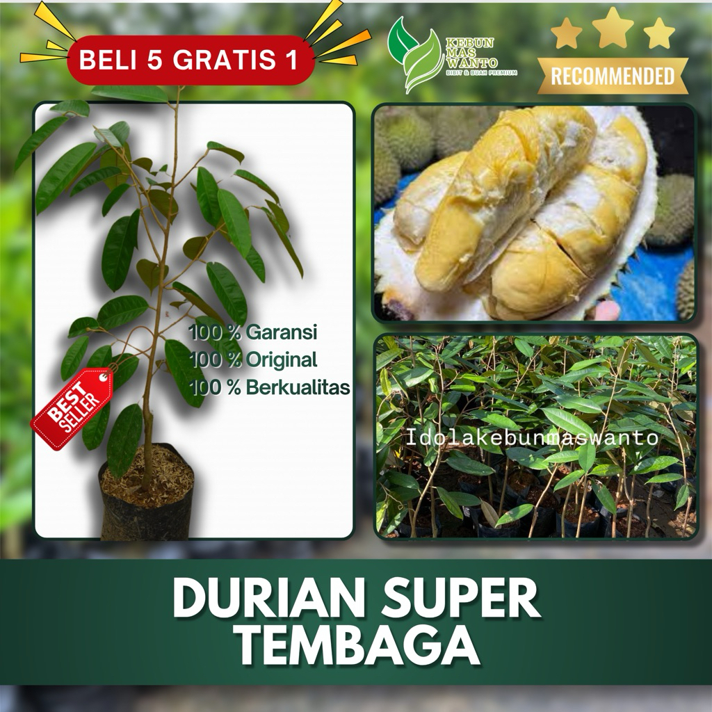 BIBIT DURIAN VARIETAS SUPER TEMBAGA HASIL OKULASI-BIBIT DURIAN SUPER TEMBAGA-DURIAN SUPER TEMBAGA