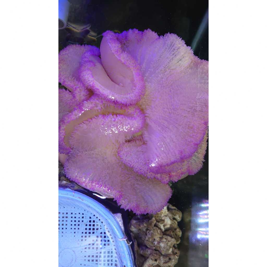 Anemon Karpet Ungu / Purple Carpet Anemone