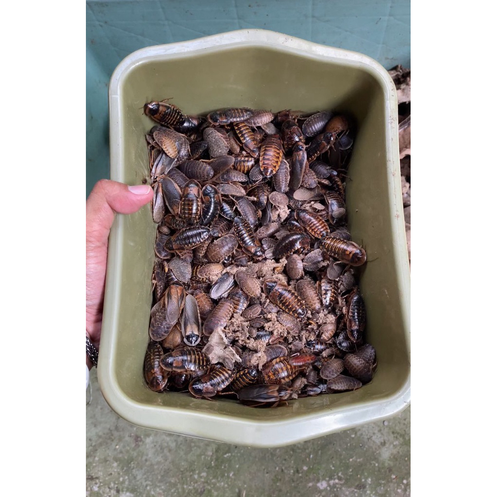 kecoa dubia 500 gr