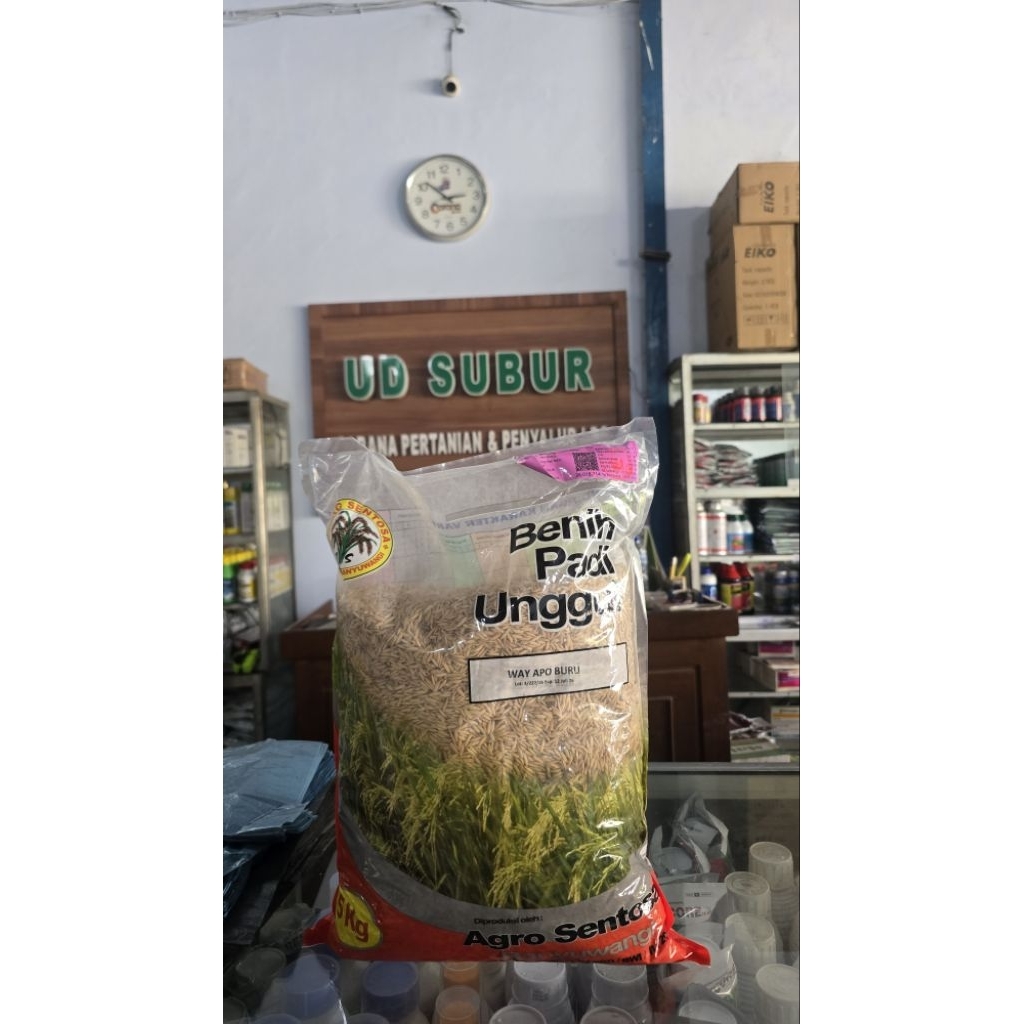 BENIH PADI UNGGUL WAY APO BURU AGRO SENTOSA BANYUWANGI (Berat bersih : 5kg)