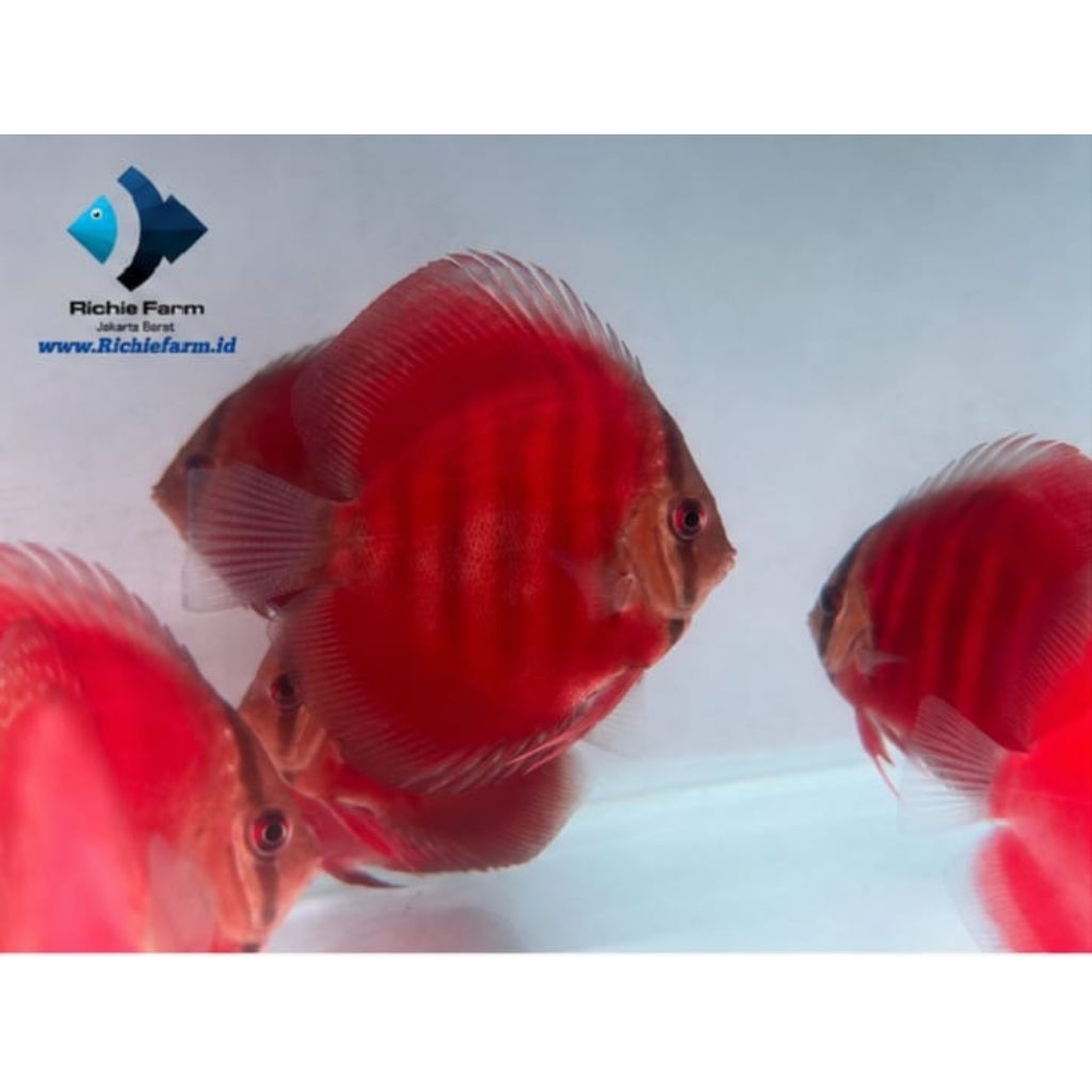 Ikan Discus Sun Merah 3 inc