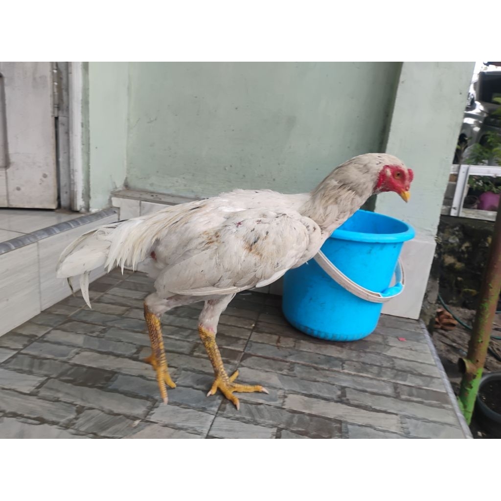 ayam jantan petarung pakhoy Thailand jr.white king umur 5 bulan tinggi besar