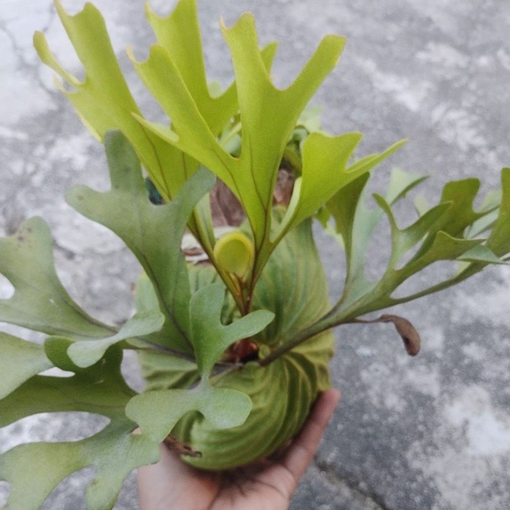 tanaman tanduk rusa( ridleyi) siap gantung