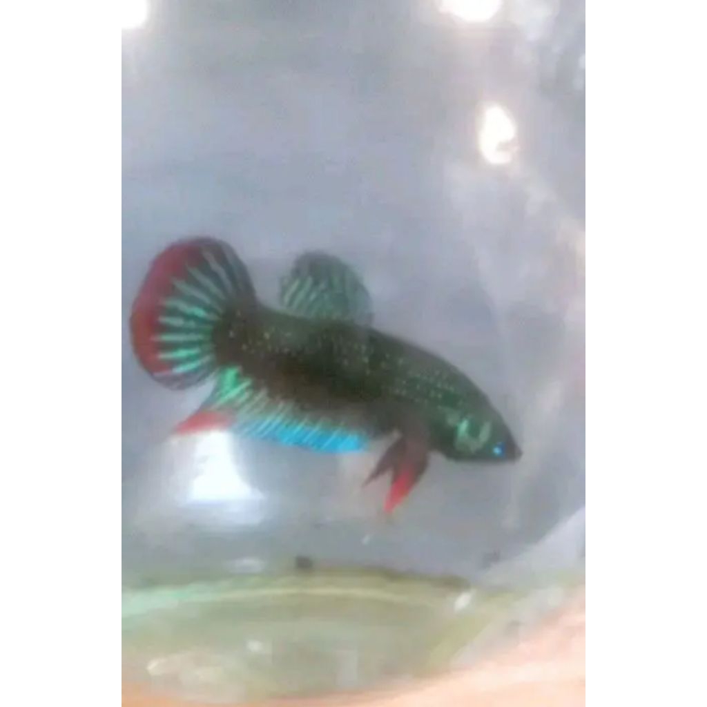 Ikan Cupang alam Aduan imbellis - Warna Acak, Sehat, Siap Adu