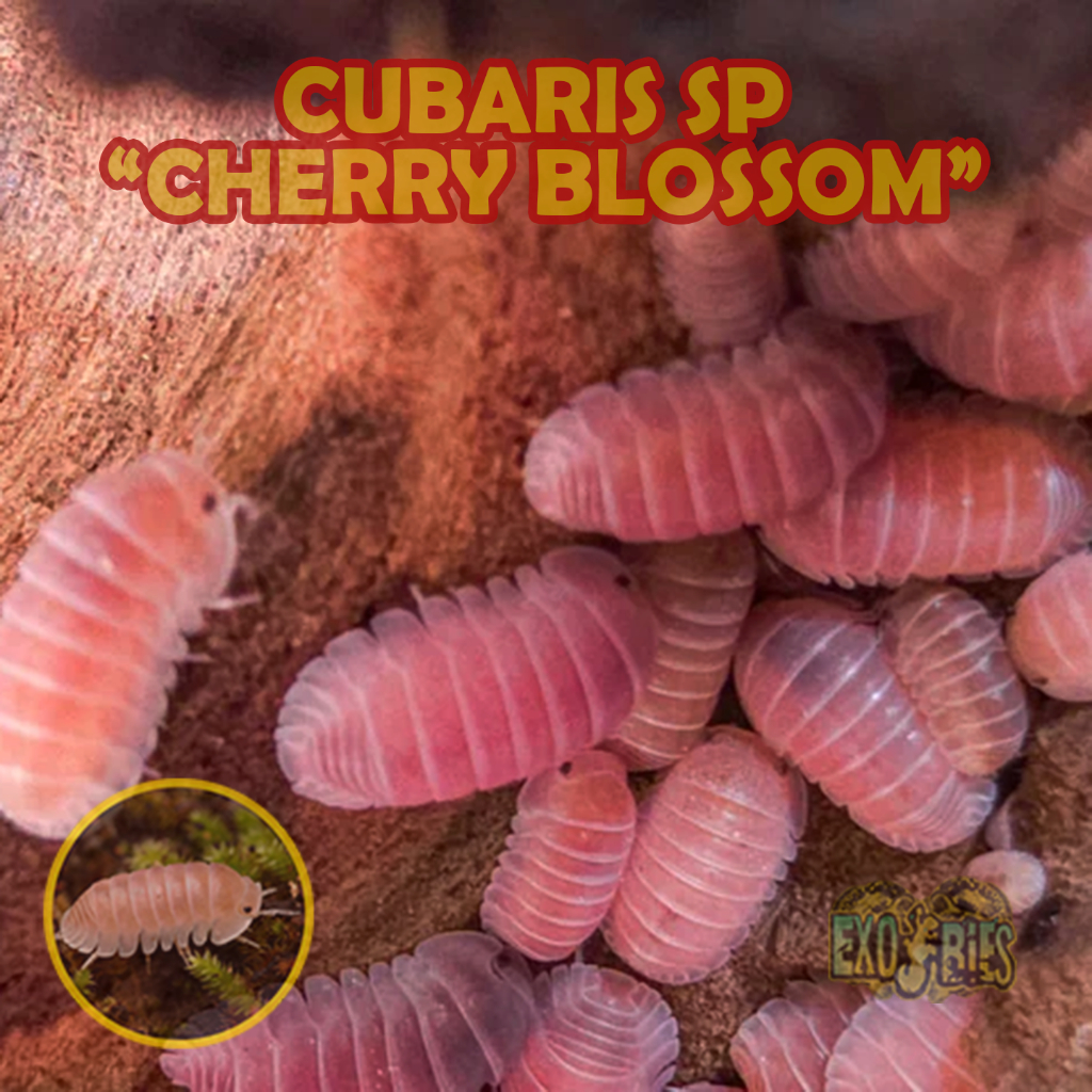 Isopoda Cubaris Sp Cherry Blossom Isopod Cubaris Cherry Blossoms Pengurai Bioactive Terrarium