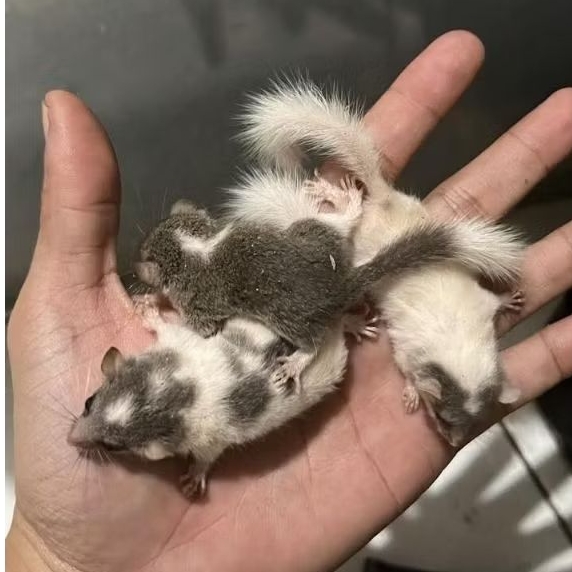 Tupai Mini Afrika African Pigmy Dormice Trah Snow White