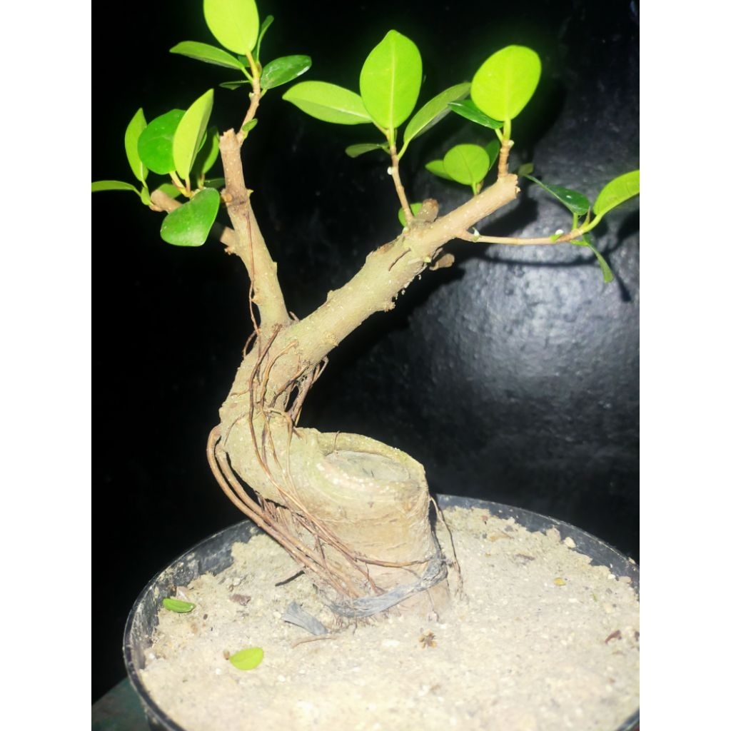 bahan ficus Korea/dolar