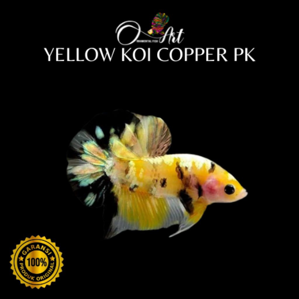 Yellow Koi Copper Pk Hiasan Aquarium