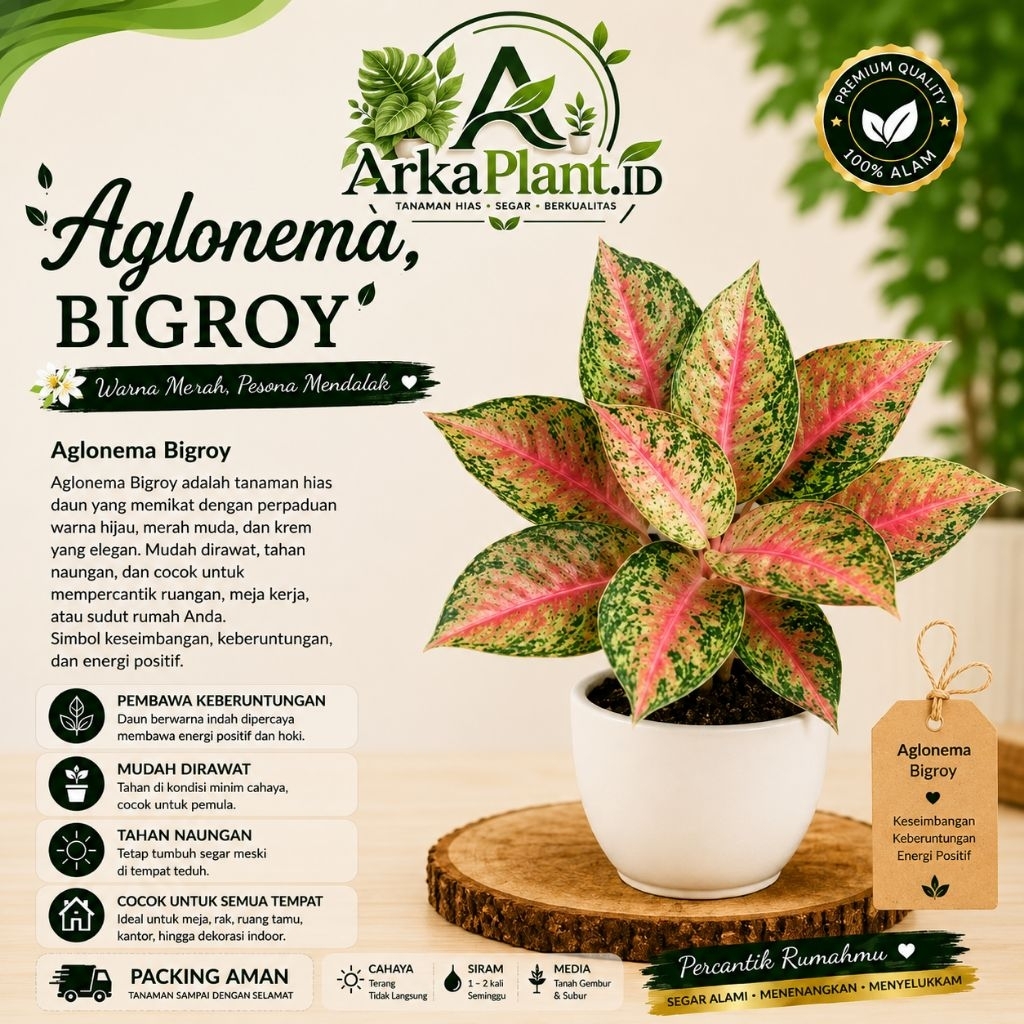 Aglonema Big Roy Rimbun Tanaman Hias Daun Merah Besar Mudah Di Rawat Dan Cantik