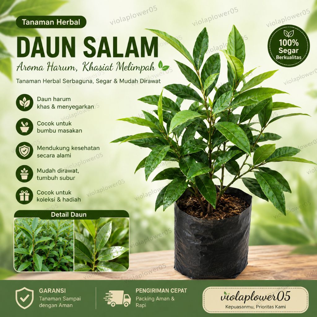 Bibit Daun Salam Rimbun Siap Tanam (5 gratis 1). Daun Salam. Pohon Daun Salam.