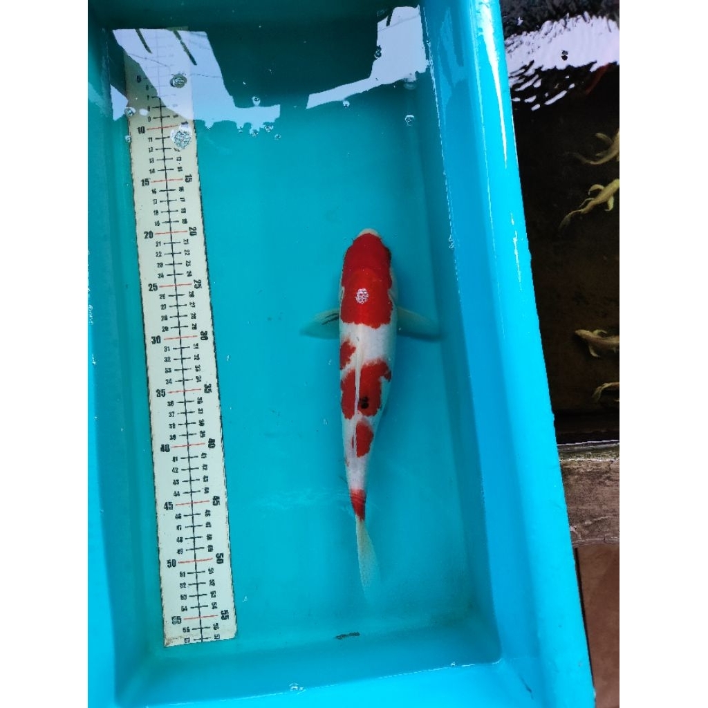 ikan koi blitar sanke