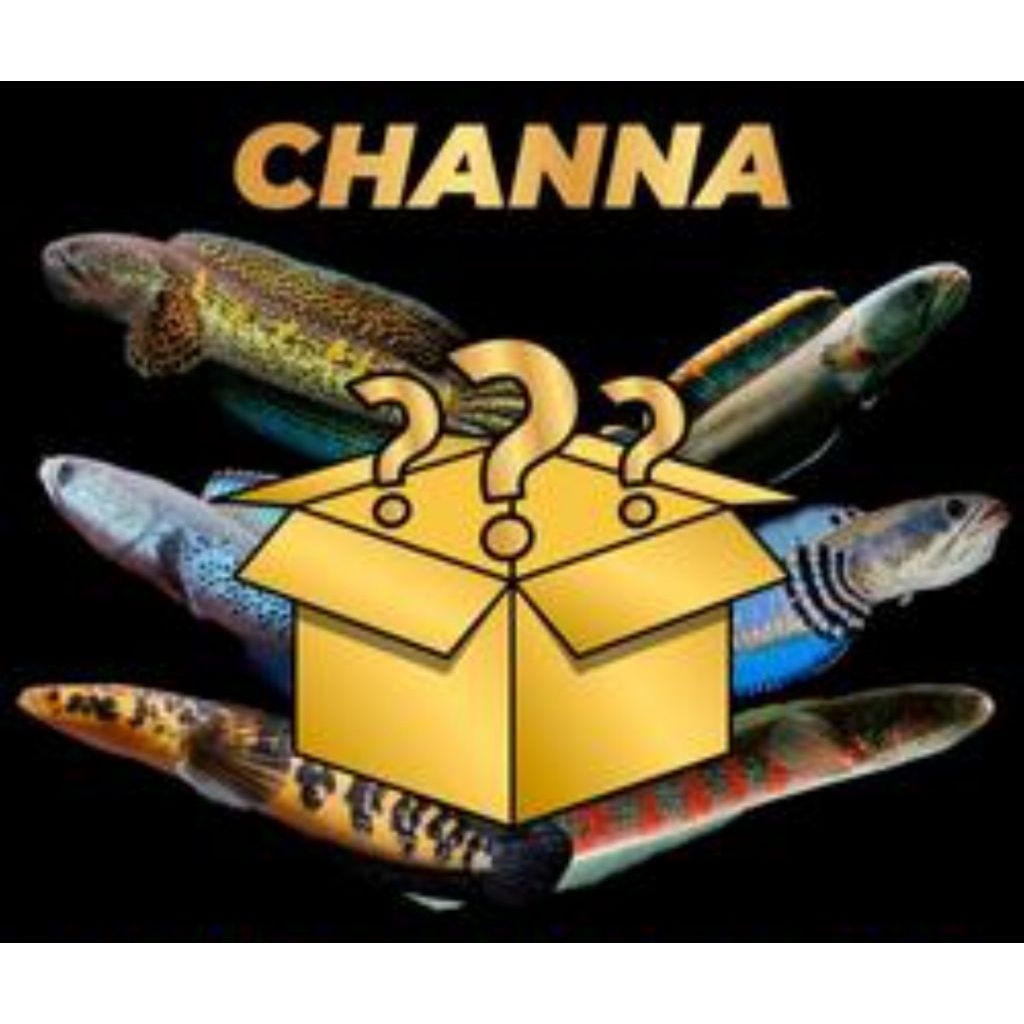 Mistery box channa 6-10cm kwalitas premium (good quality)