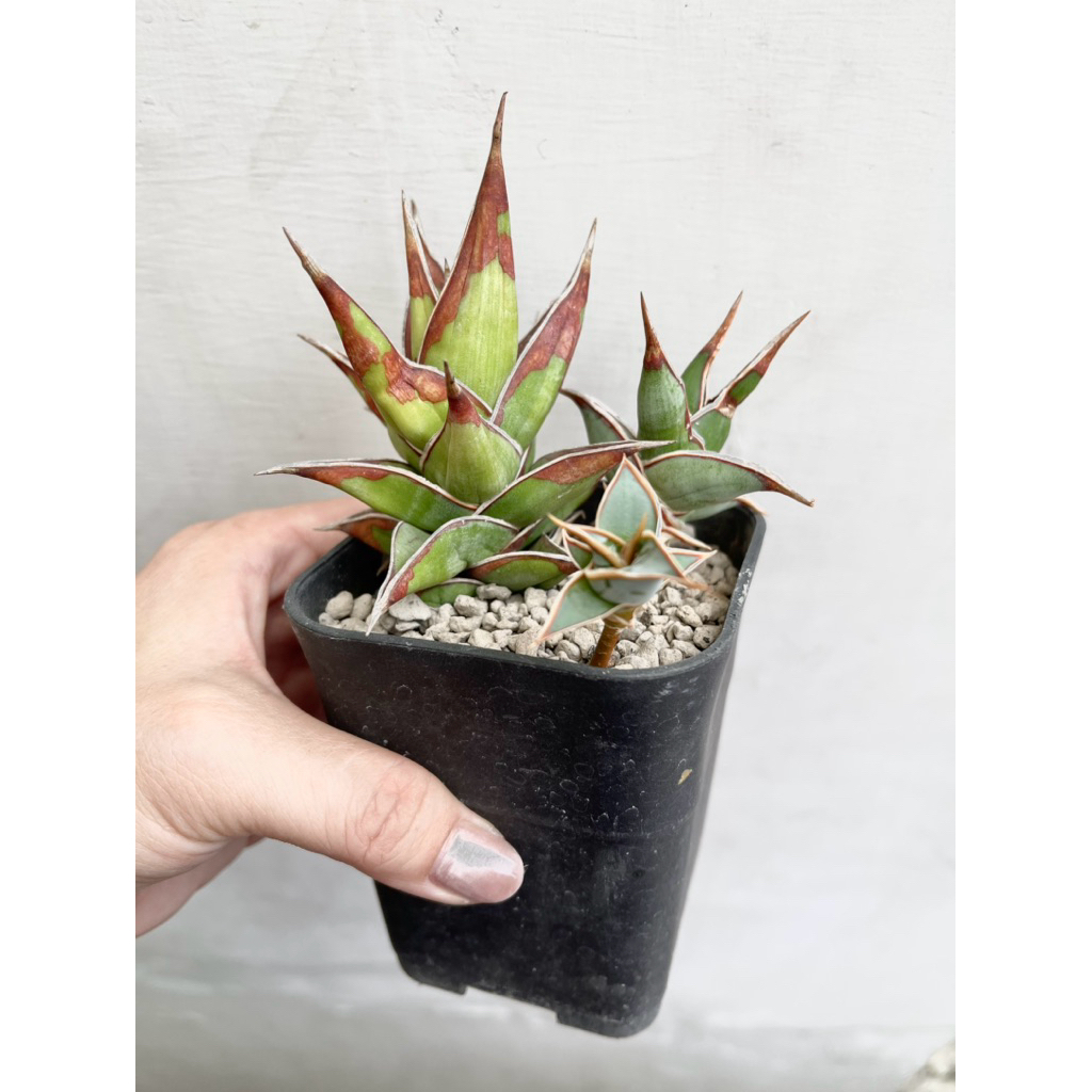 sansevieria pinguicula cluster