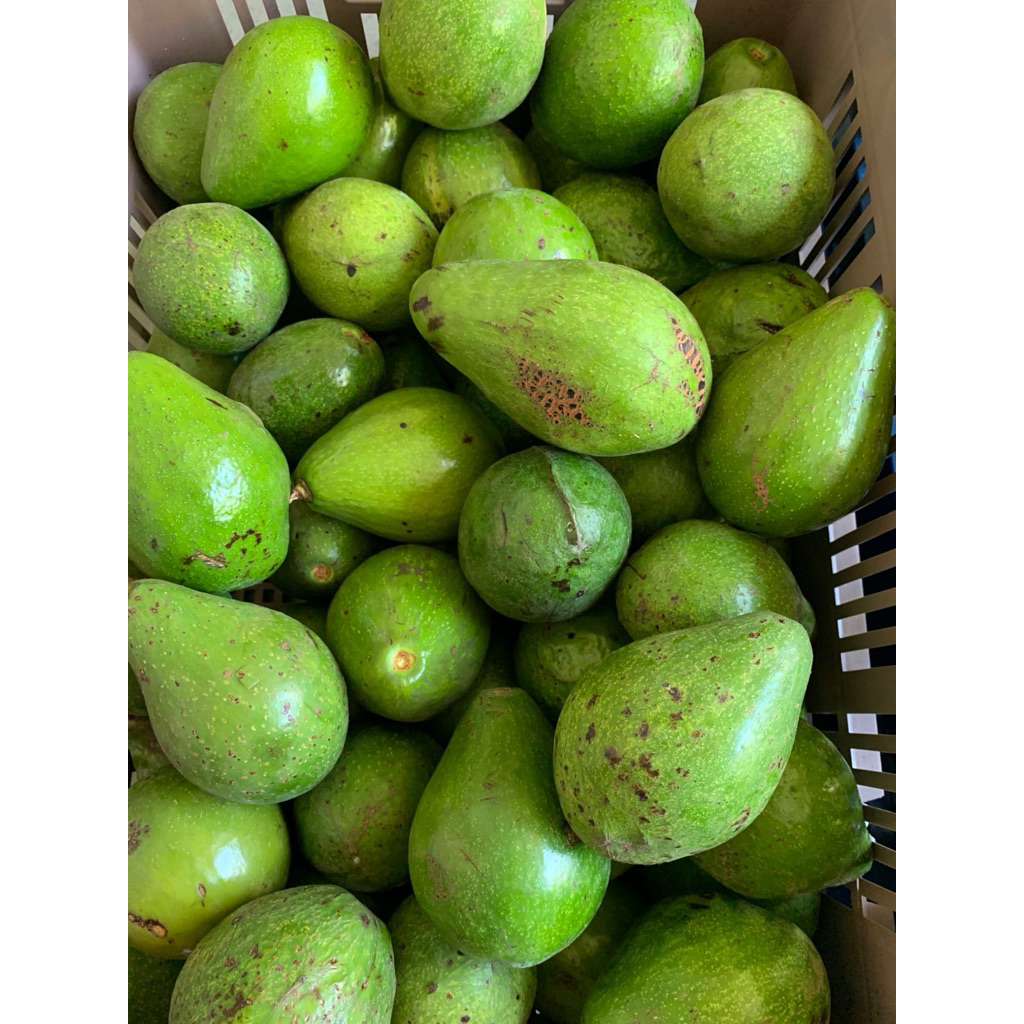 Alpukat Mentega Padang