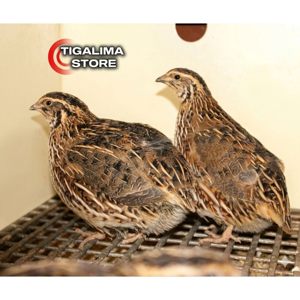 BURUNG PUYUH SEPASANG PETELUR PILIHAN