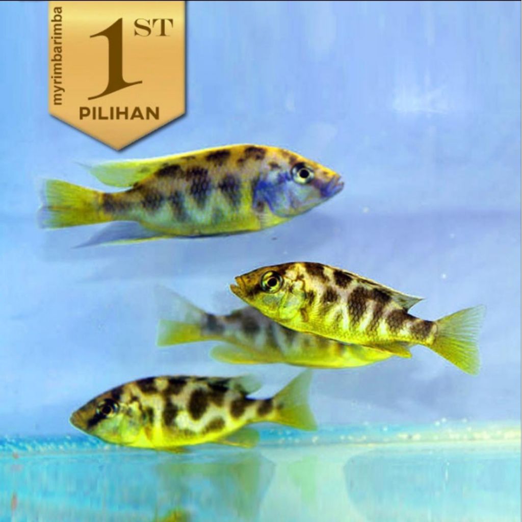 Cichlid Venustus Ikan Hias Aquascape Tanaman Air Hiasan Aquarium