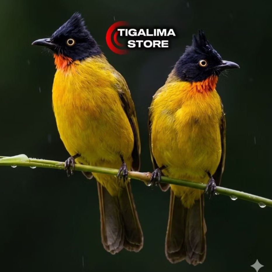 BURUNG KUTILANG EMAS SEPASANG AVIARY
