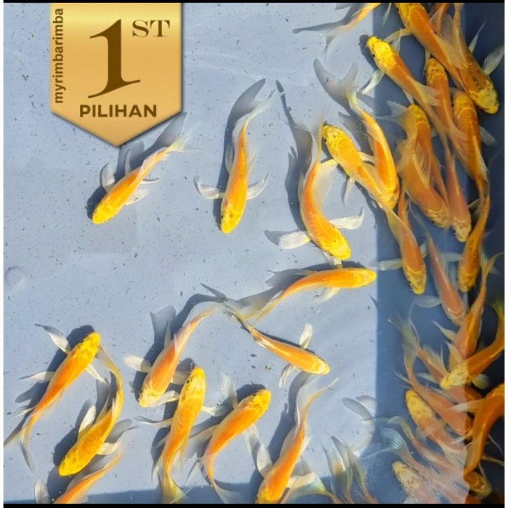Baby Koi Golden Slayer Ikan Hias Kolam Aquascape Hiasan Aquarium