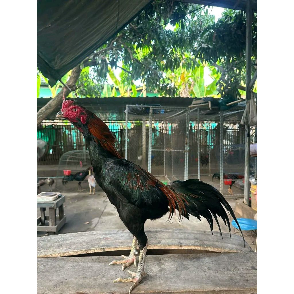 Telur Ayam Pakhoy Thailand Petarung, Fertilitas Tinggi & Siap Ditetas