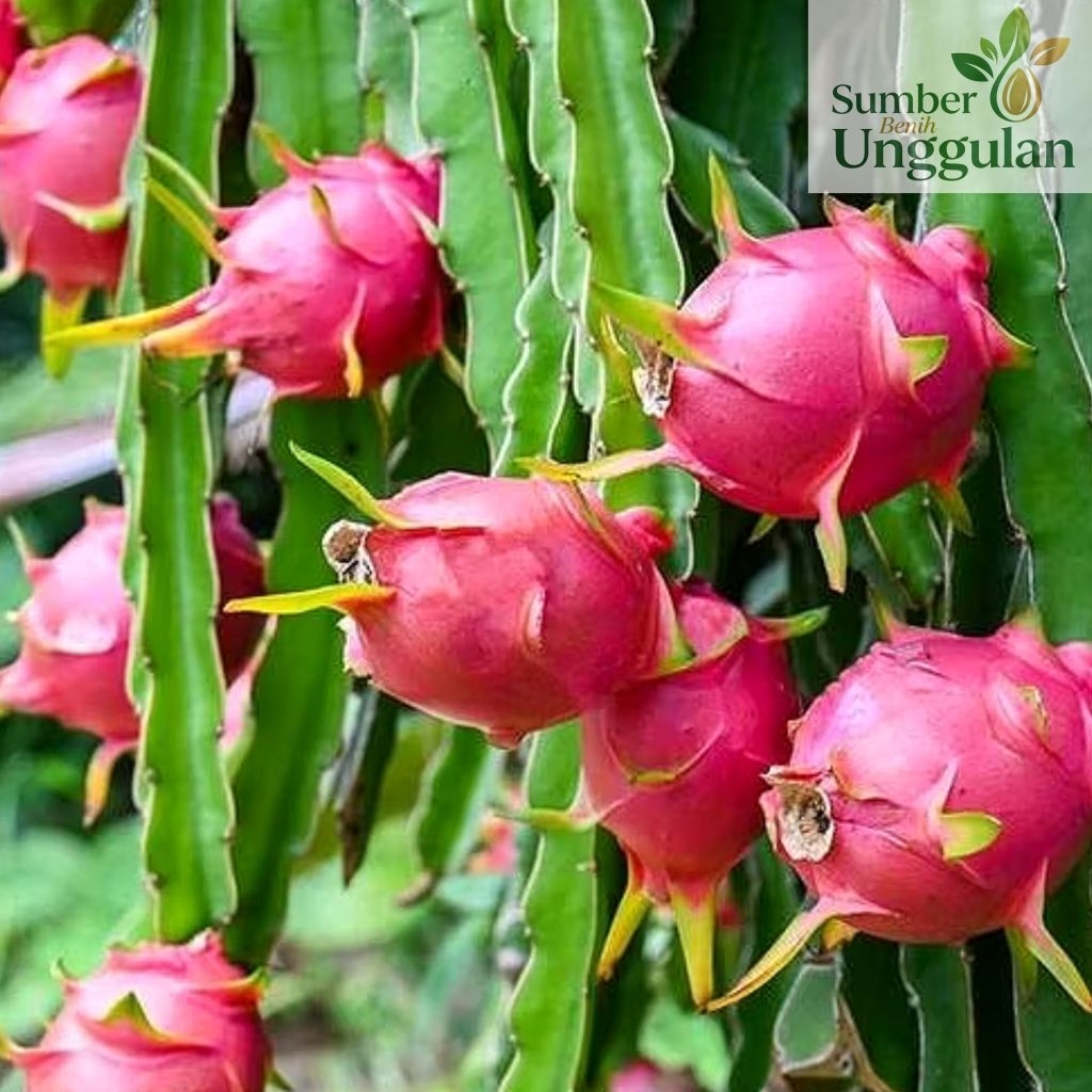 10 BIJI BENIH BUAH NAGA MERAH